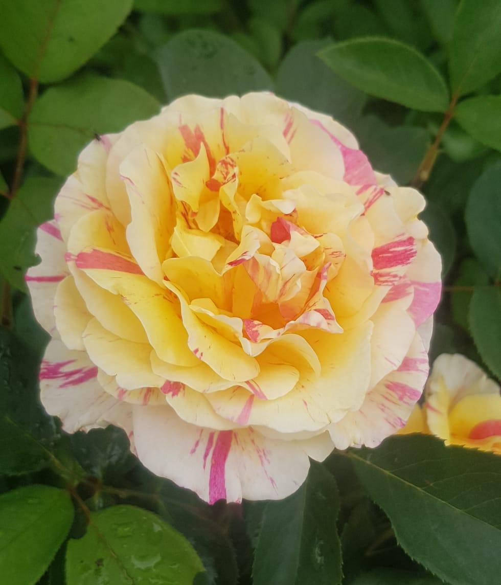 2025 Rose